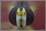 -sphaerophoria-scripta2.jpg