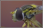 -sphaerophoria-scripta.jpg