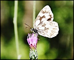 -img_5310.jpg