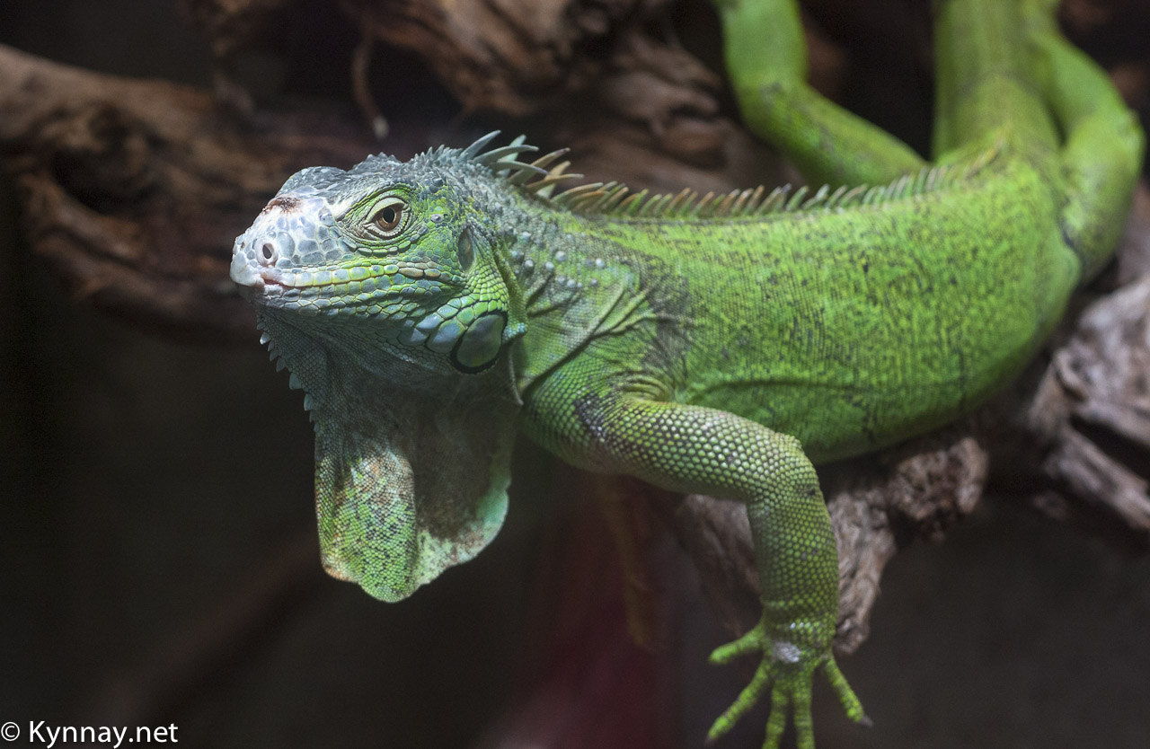 Image floue avec un Sigma 70-300-zoobeauval-5.jpg