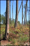 LANDES