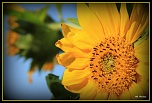 -img_8209.jpg