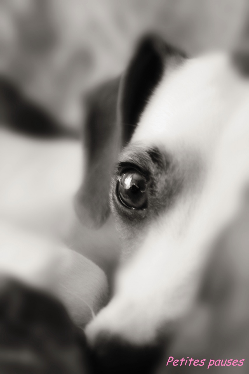 version beta-tyson-sepia.jpg