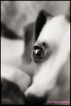 version beta-tyson-sepia.jpg