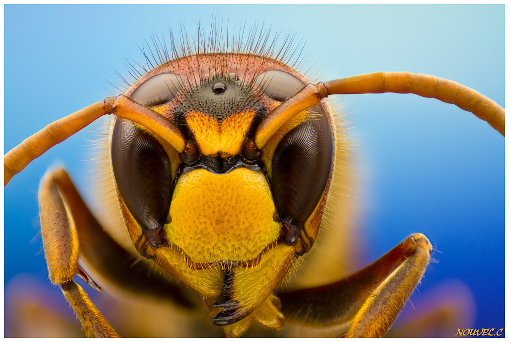 -vespa-crabro2.jpg