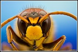 -vespa-crabro2.jpg