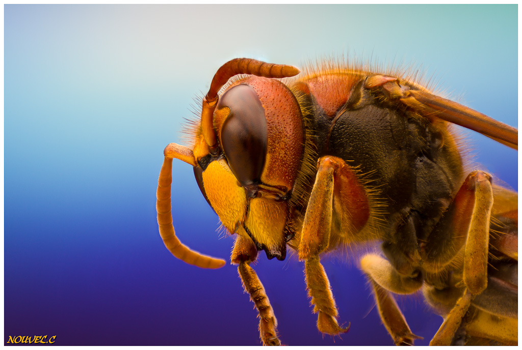 -vespa-crabro1.jpg