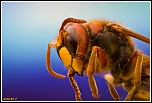 -vespa-crabro1.jpg