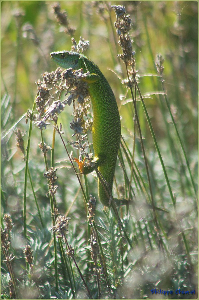 lzard vert