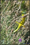 lzard vert