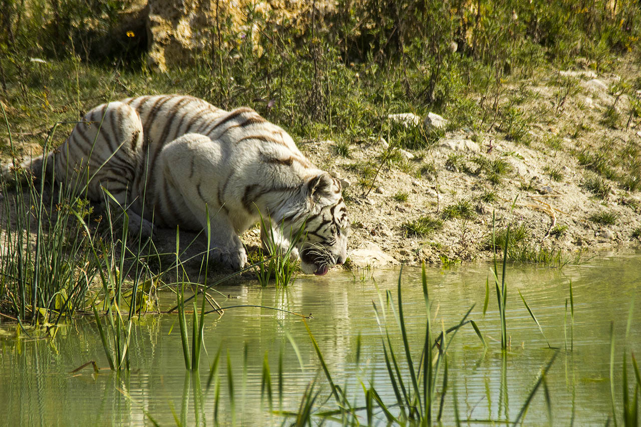 -tigre1.jpg