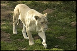 -lionne2.jpg