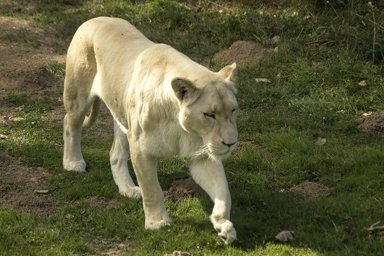 -lionne2.jpg
