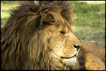 -lion.jpg