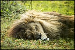 -lion2.jpg