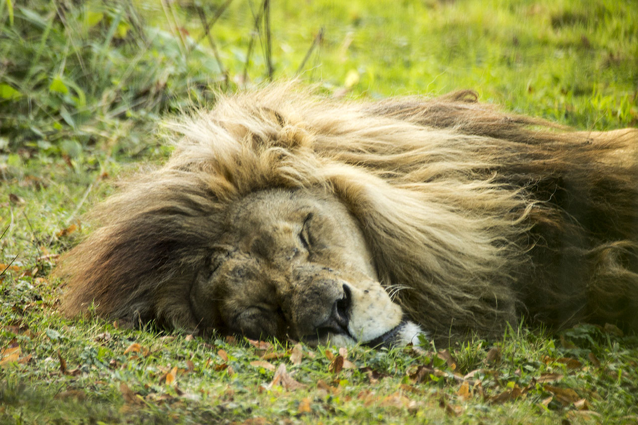 -lion2.jpg