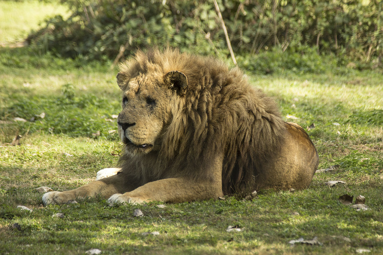 -lion3.jpg