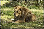 -lion3.jpg