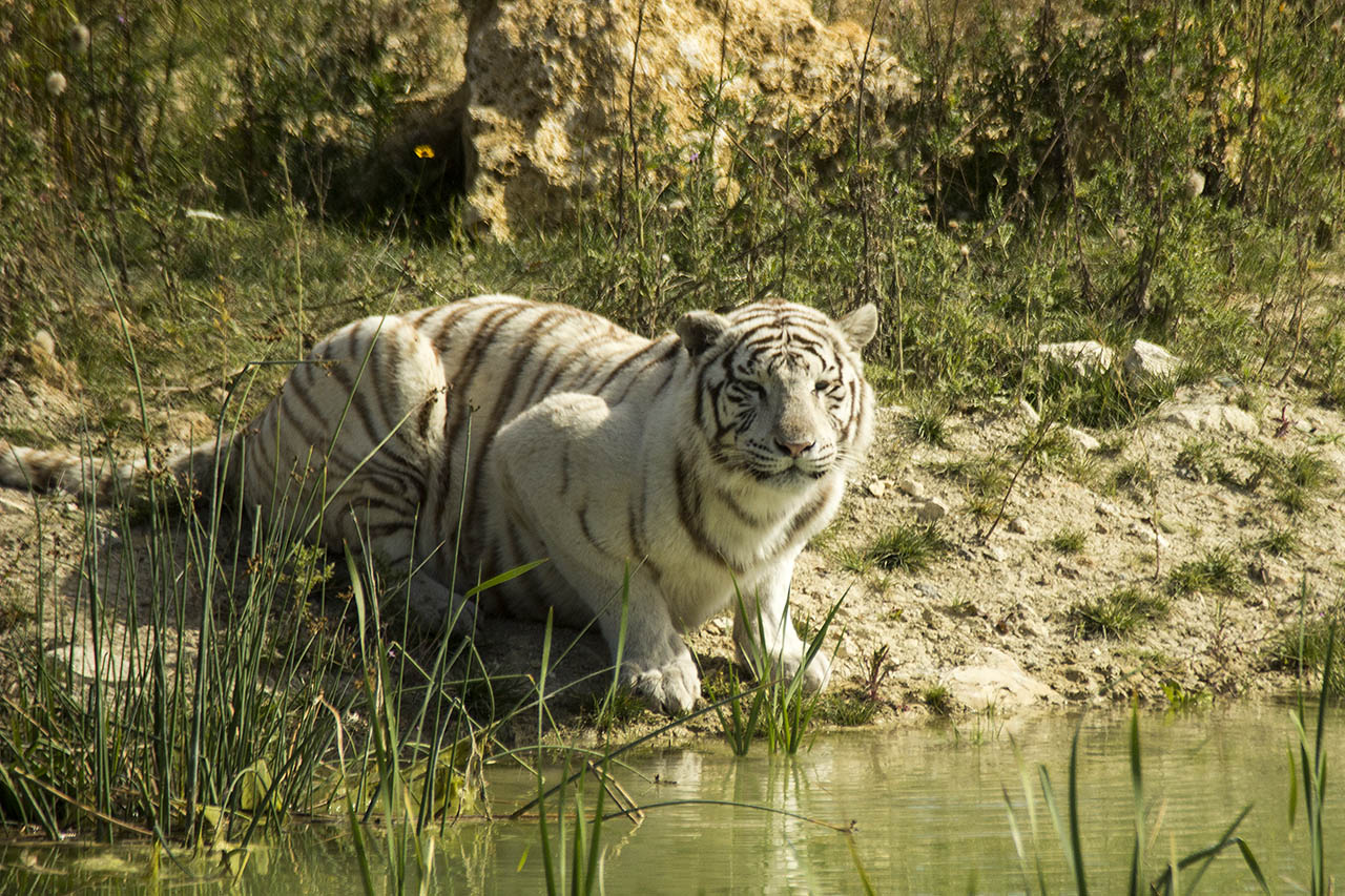 -tigre2.jpg