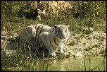 -tigre2.jpg