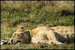 -lionne3.jpg