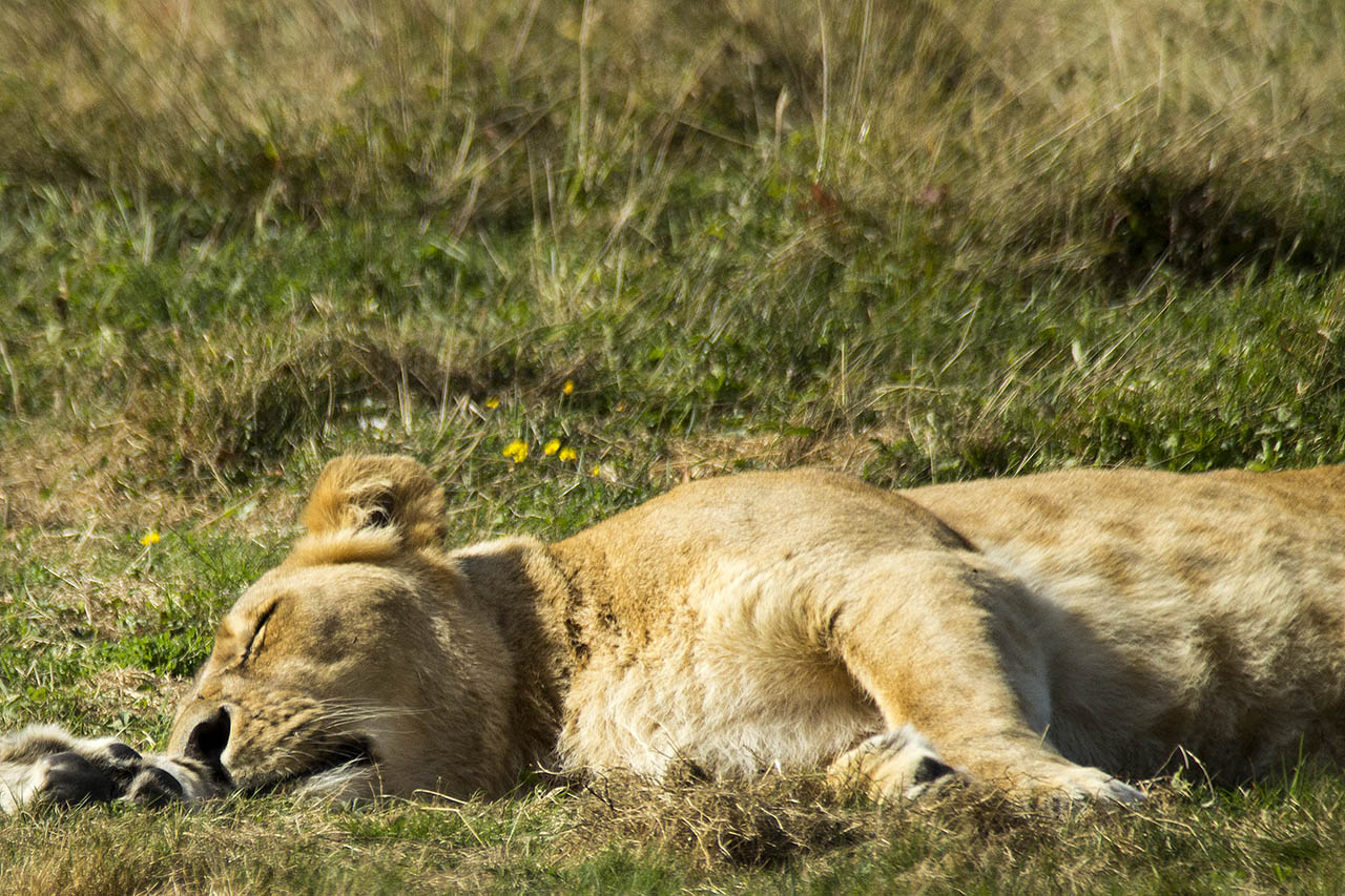 -lionne3.jpg