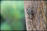 -cigale-1-1024-ter.jpg