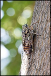 -cigale-2-1024-ter.jpg
