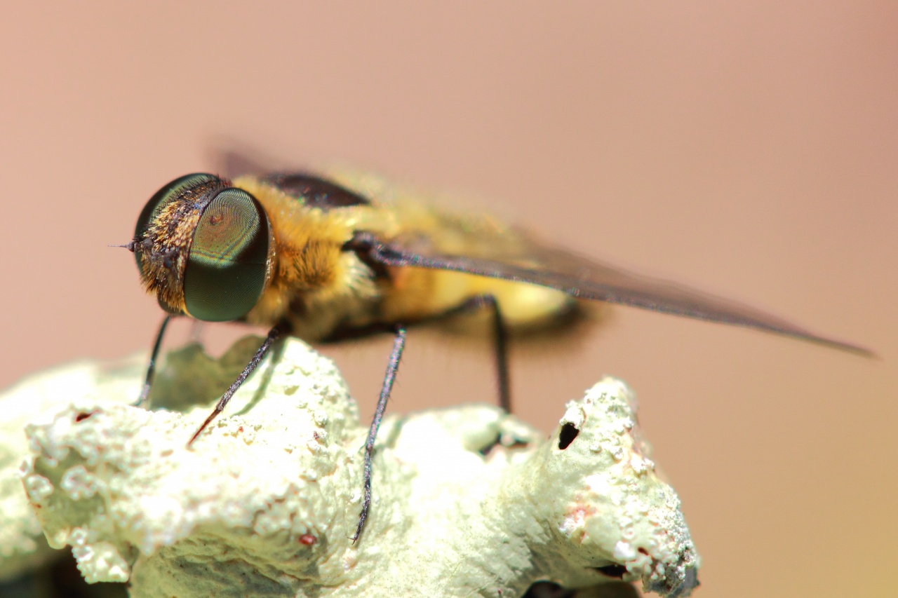 abeille