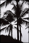 EOS 30v + 28-70- f/2.8L