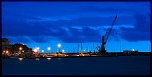 pied grue