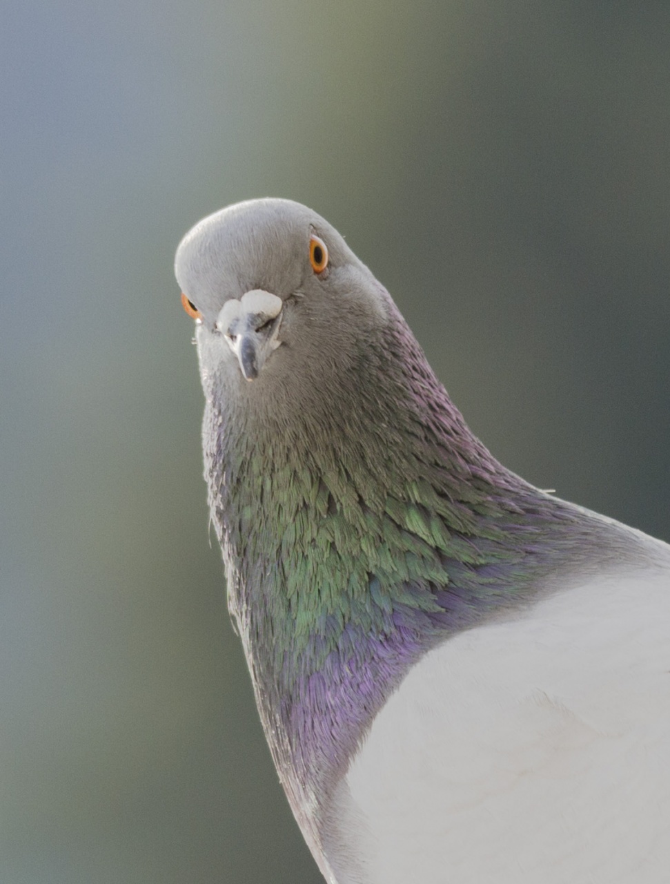 -pigeon-.jpg