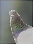 -pigeon-.jpg