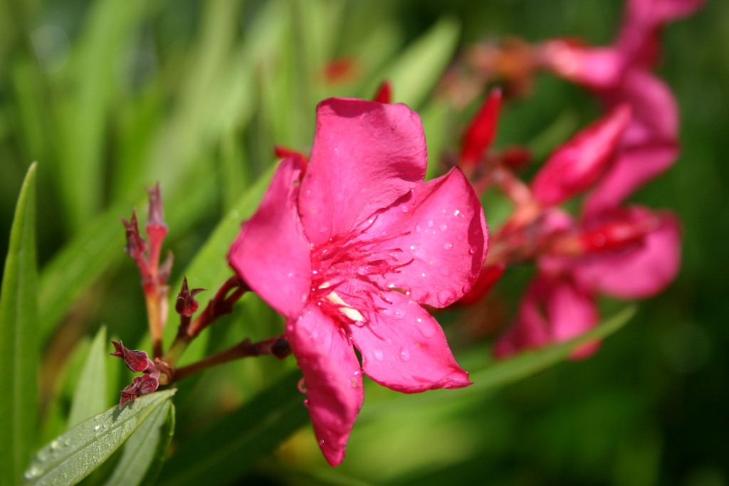 Mes premiers essais de photographe amateur!
Je m'essayais alors  la macro dans un jardin avec un EOS 300D