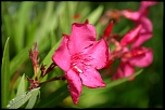 Mes premiers essais de photographe amateur! 
Je m'essayais alors  la macro dans un jardin avec un EOS 300D