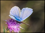 -azure-commun-polyommatus-icanus-012.jpg