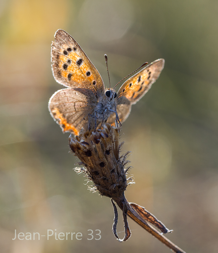 -cuivre-commun-lycaena-phlaeas-013.jpg