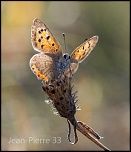 -cuivre-commun-lycaena-phlaeas-013.jpg