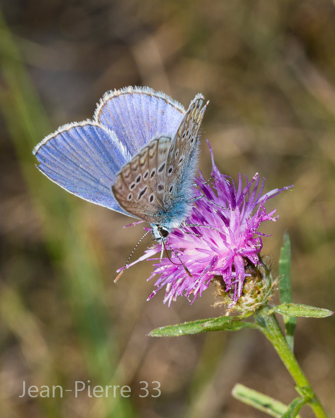 -azure-commun-polyommatus-icanus-006.jpg