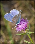 -azure-commun-polyommatus-icanus-006.jpg