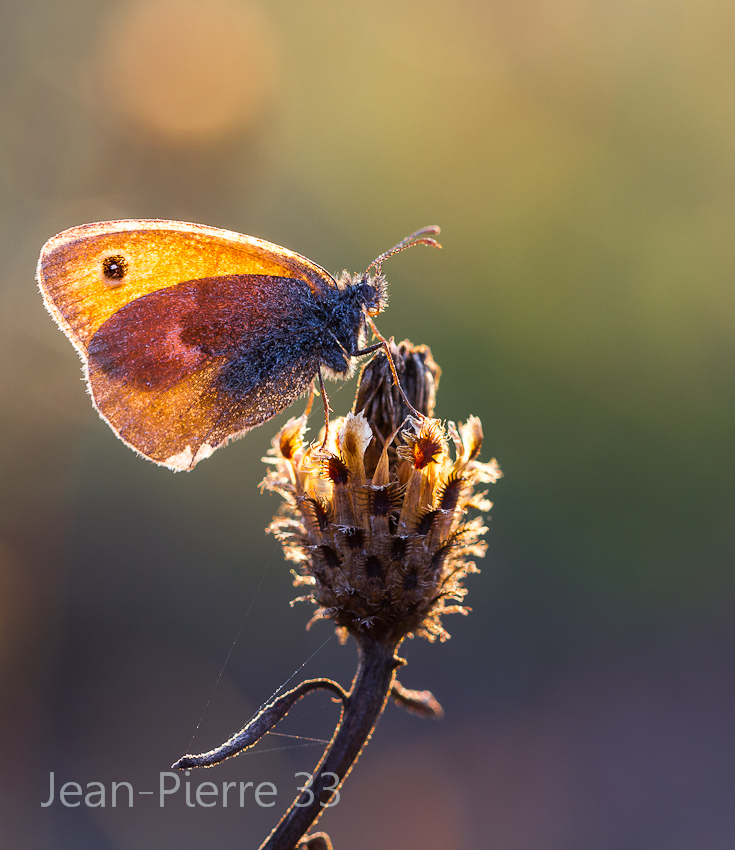 -procris-coenonympha-pamphilus-006.jpg