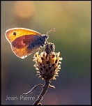 -procris-coenonympha-pamphilus-006.jpg