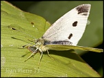 -pieride-de-la-rave-pieris-rapae-002.jpg