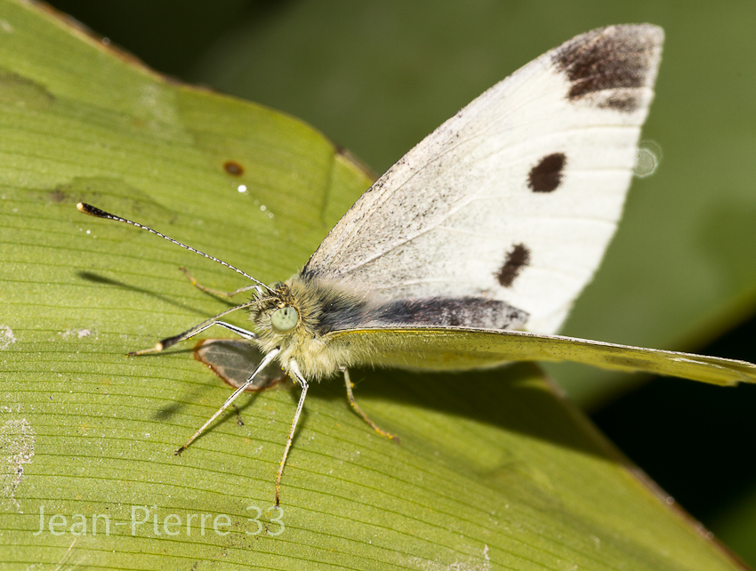 -pieride-de-la-rave-pieris-rapae-002.jpg
