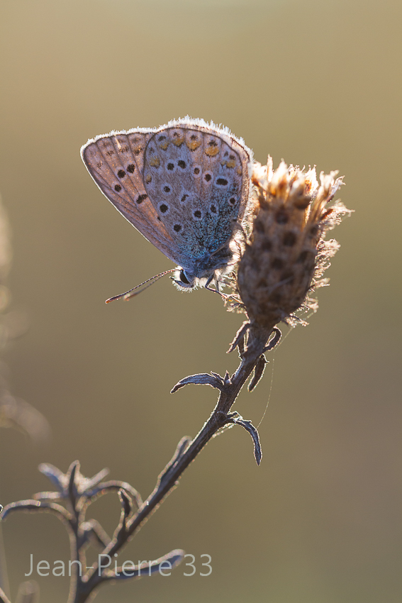 -azure-bleu-celeste-polyommatus-bellargus-015.jpg