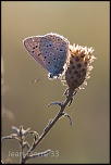-azure-bleu-celeste-polyommatus-bellargus-015.jpg