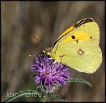 -souci-colias-croceus-005.jpg