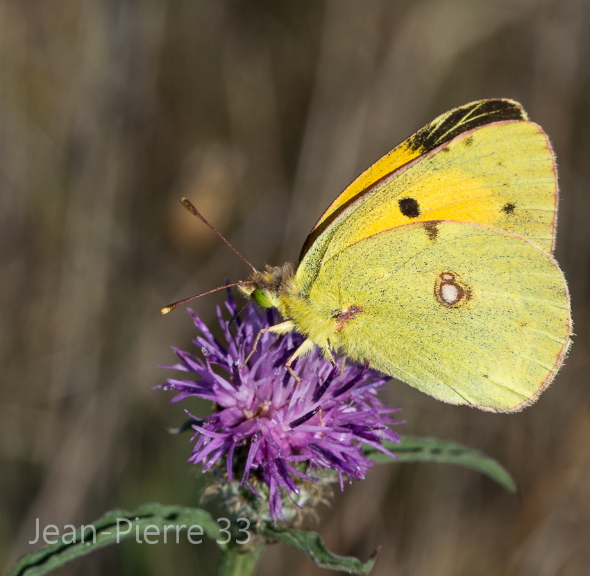 -souci-colias-croceus-005.jpg