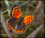 -cuivre-commun-lycaena-phlaeas-003.jpg
