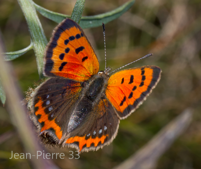 -cuivre-commun-lycaena-phlaeas-003.jpg